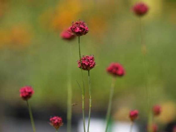 dianthus pinifolius