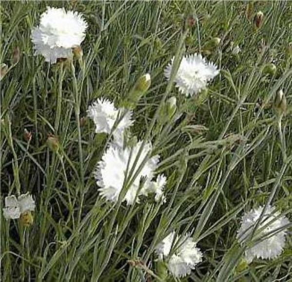 dianthus plumarius albus plenus