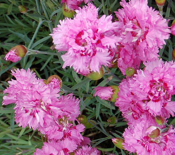 dianthus plumarius maggie