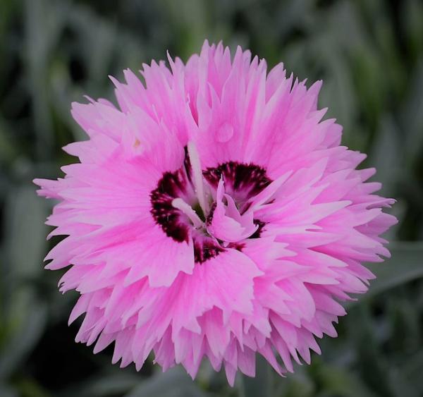 dianthus pop star