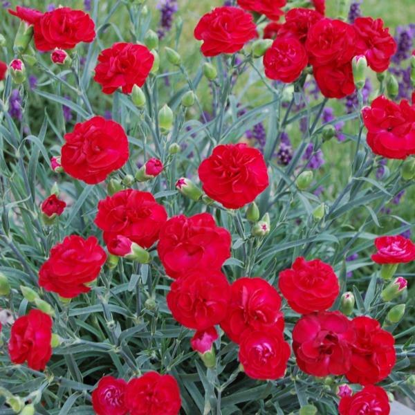 dianthus rebekah 