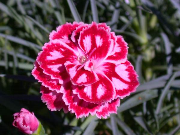 dianthus starburst