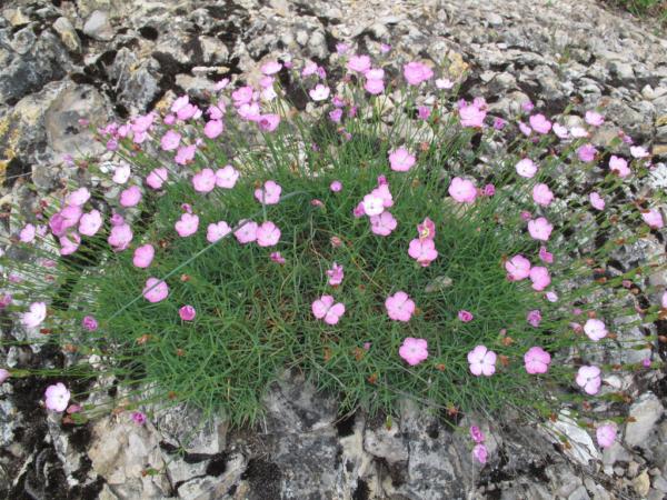 dianthus subacaulis