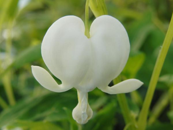 dicentra spectabilis alba