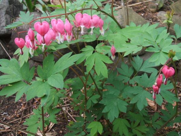 dicentra spectabilis