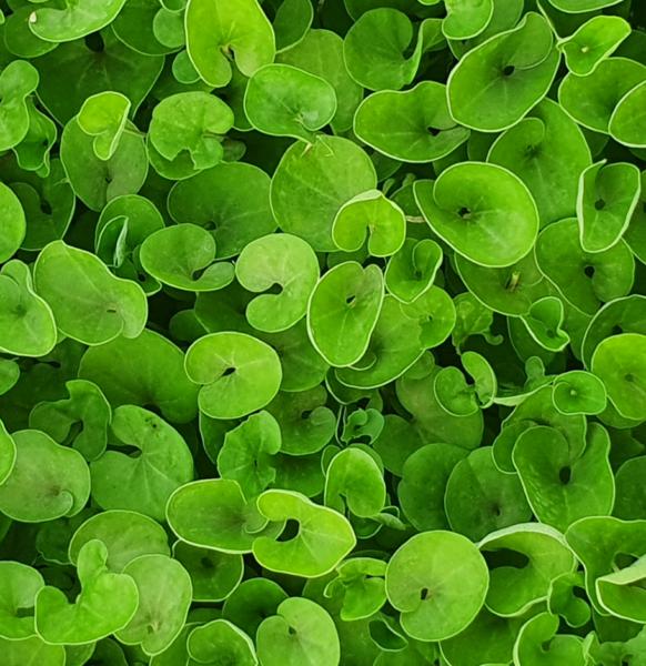 dichondra repens