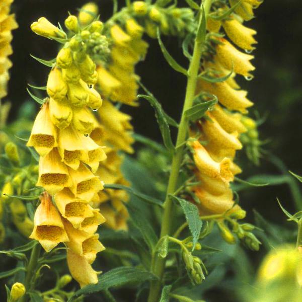 digitalis grandiflora 