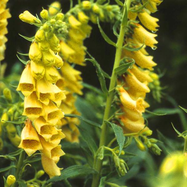 digitalis grandiflora (ambigua)