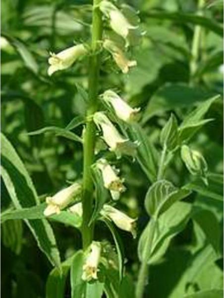 digitalis lutea