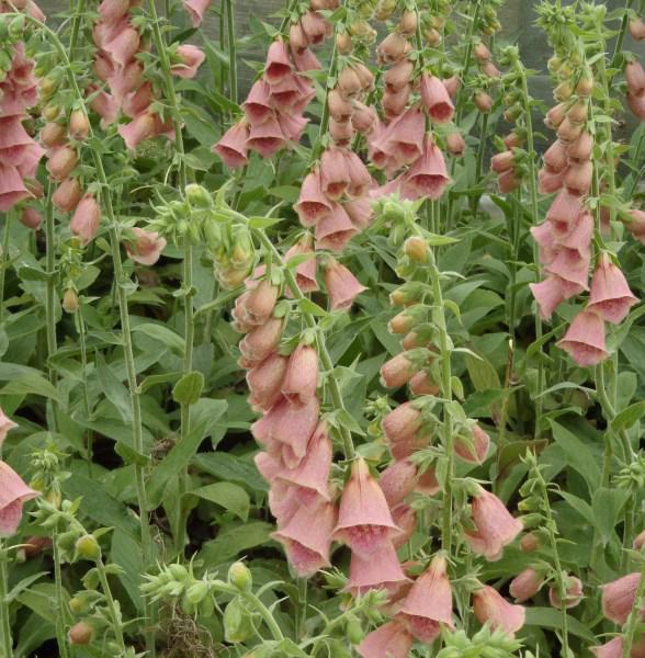 digitalis mertonensis