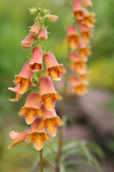 digitalis obscura sunset