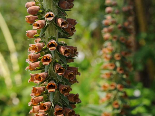 digitalis parviflora