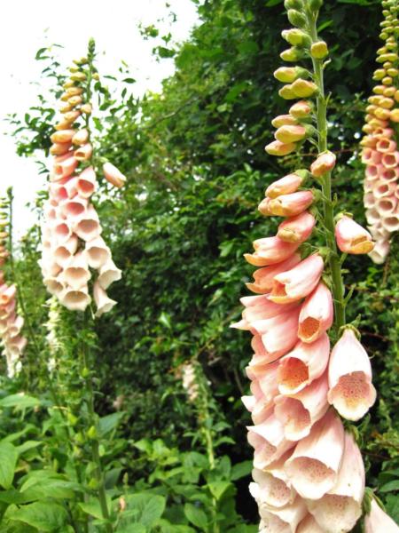 digitalis purpurea apricot