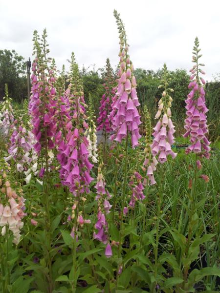 digitalis purpurea foxy