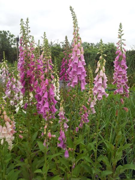 digitalis purpurea foxy