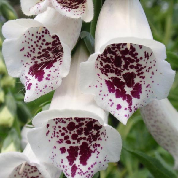 digitalis purpurea pam's choice