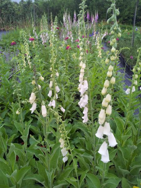 digitalis purpurea snow thimble