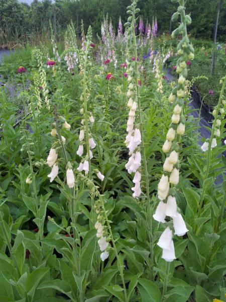 digitalis purpurea snow thimble