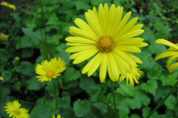 doronicum caucasicum magnificum