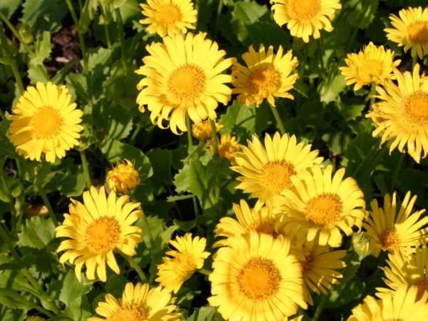 doronicum orientale little leo