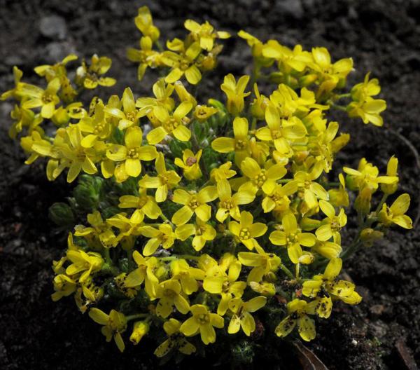 draba aizoides