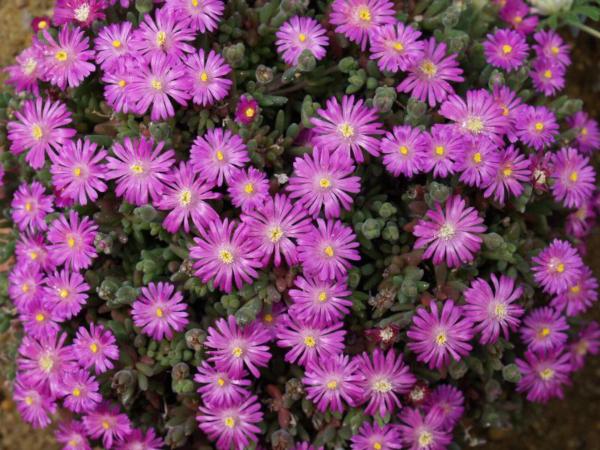 drosanthemum hispidum