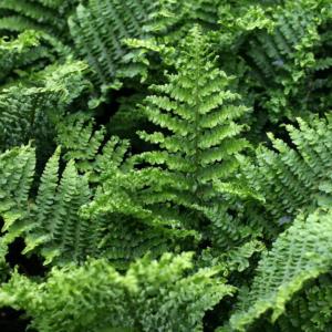 dryopteris affinis