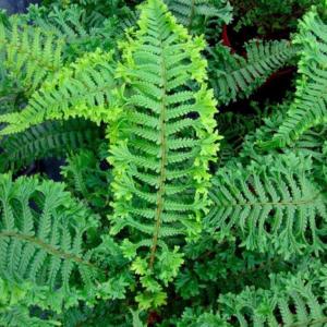 dryopteris cristata