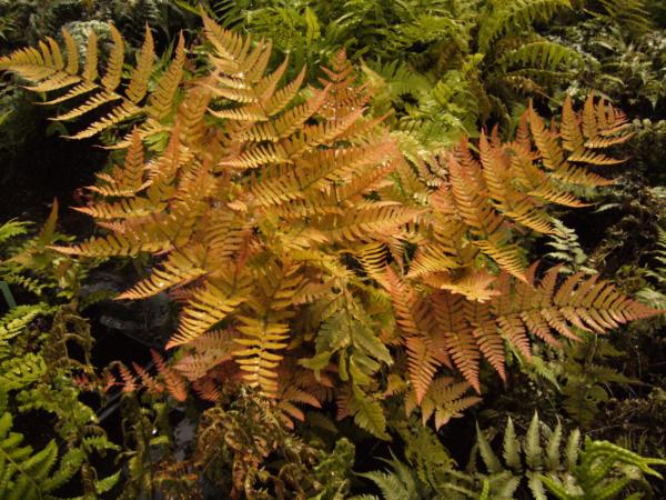 dryopteris erythrosora 