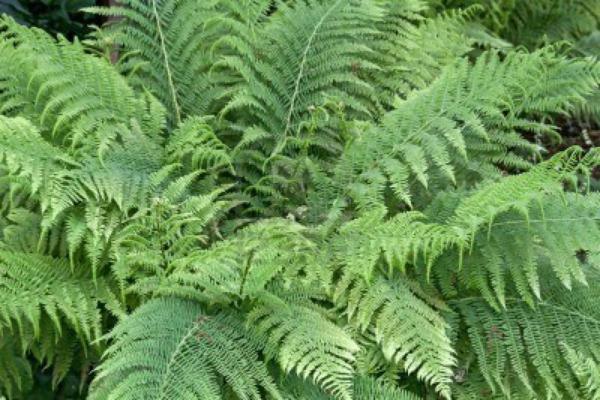 dryopteris filix-mas