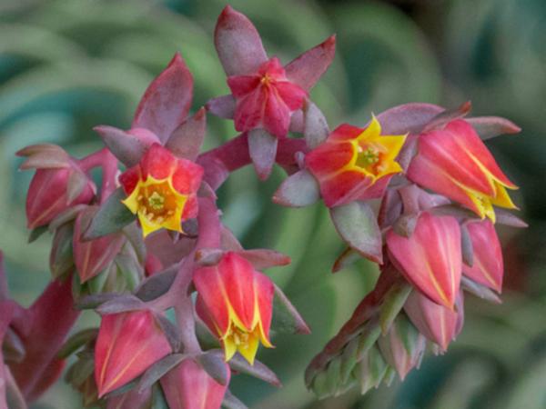 echeveria elegans