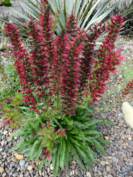 echium amoenum red feathers 