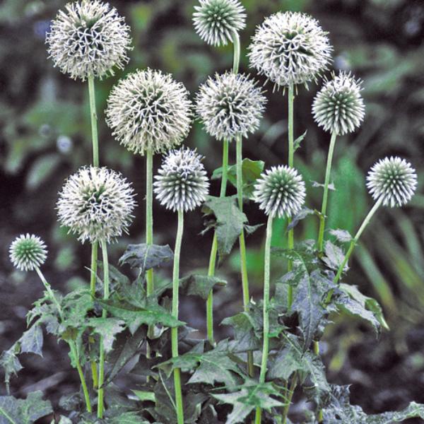 echinops bannaticus star frost 