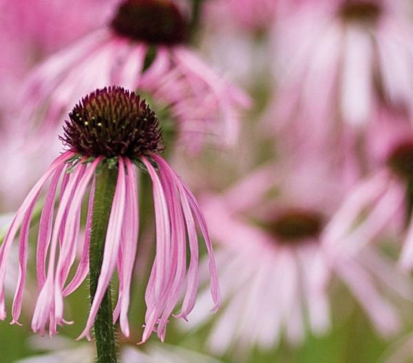 echinacea pallida