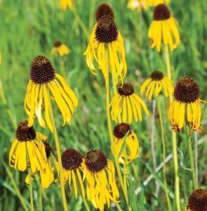 echinacea paradoxa