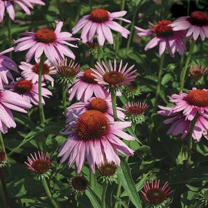 echinacea purp. baby swan pink