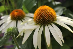 echinacea purp. baby swan white