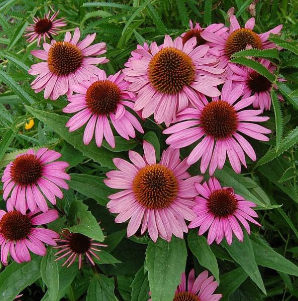 echinacea purp. kim's knee high