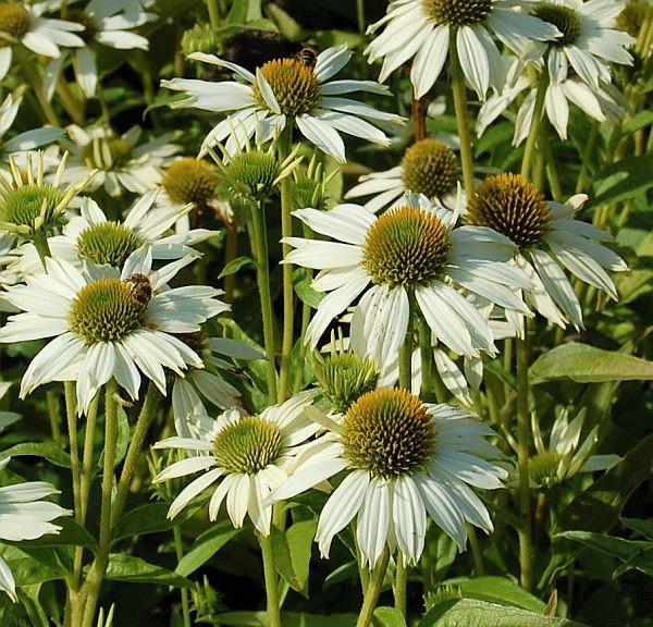 echinacea purp. kim's mop head