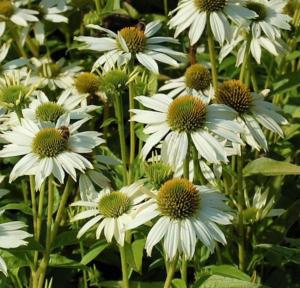 echinacea purp. kim%91s mop head