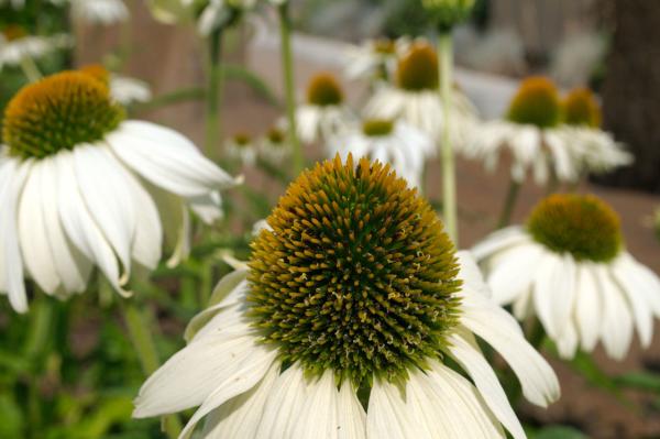 echinacea purpurea alba