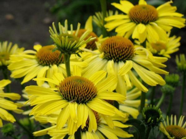 echinacea purpurea cleopatra