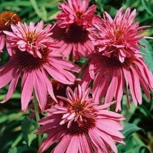 echinacea purpurea doubledecker