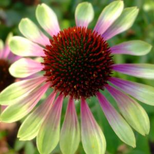 echinacea purpurea green envy