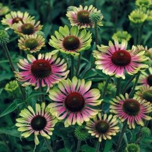 echinacea purpurea green twister