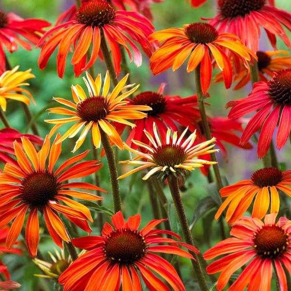 echinacea purpurea hot summer