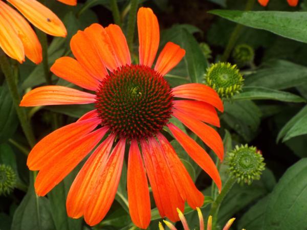 echinacea purpurea julia