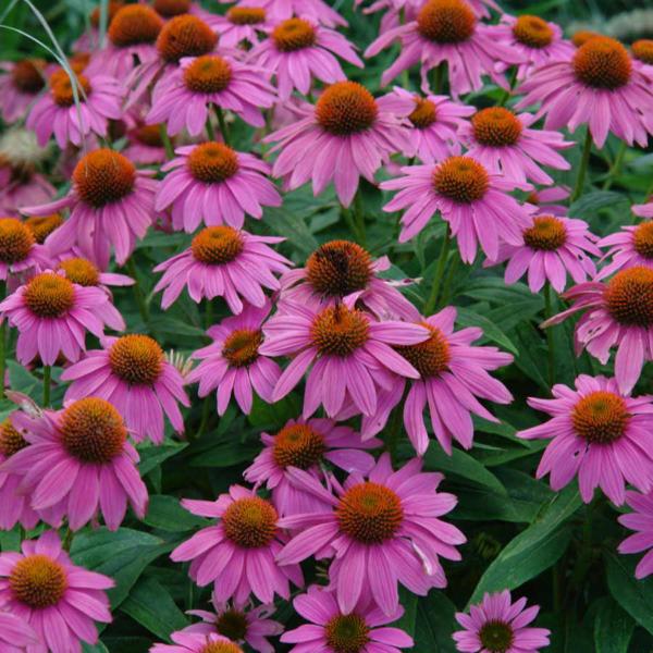 echinacea purpurea powwow