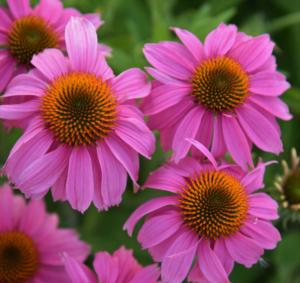 echinacea purp. prairie splendor