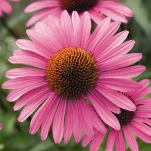 echinacea purpurea